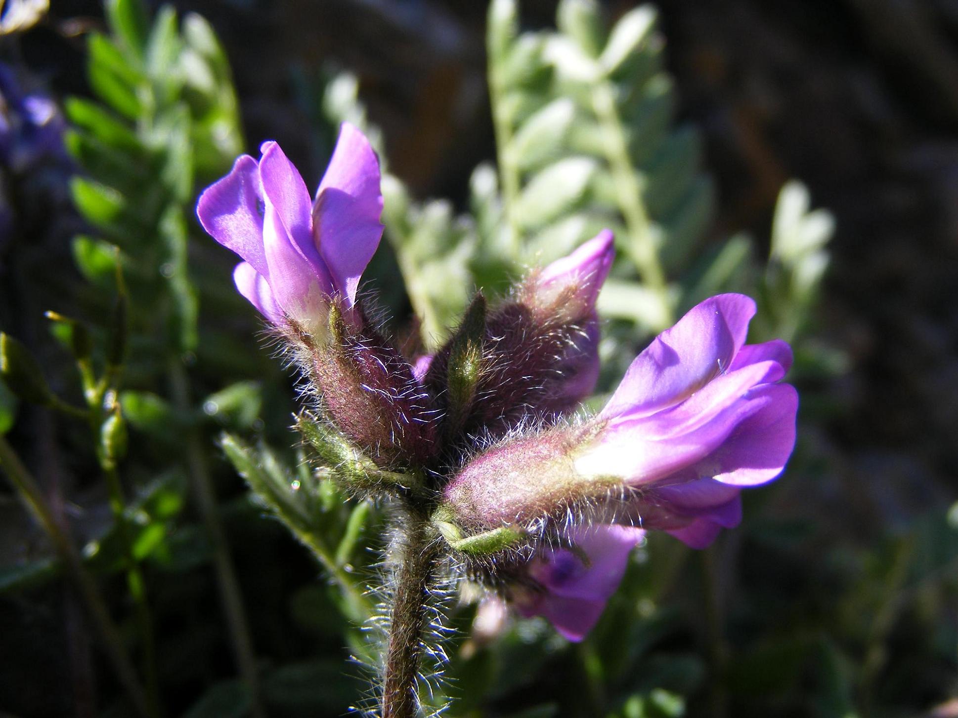 Oxytropis halleri  / Astragalo di Haller